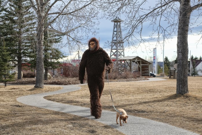 Sasquatch takes his dog for a walk in Turner Valley. The mythical creature has moved to the foothills area near Kananaskis.