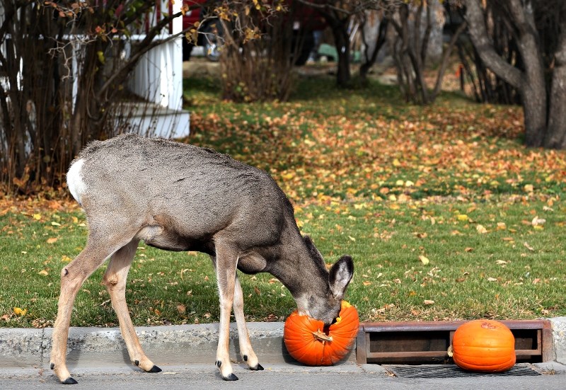 The Town of Okotoks is conducting an online survey giving residents a chance to have a say on deer in the community.