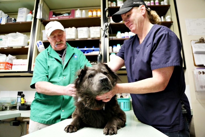 Veterinarian Wayne Steiger and animal health technician Susi John treat a dog at the Diamond Valley Vet Clinic. The business is one of three in Turner Valley that received a