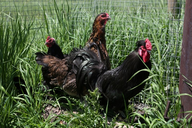 Turner Valley Town council is slated to decide whether or not to allow residents to own backyard hens at its Oct. 5 meeting following the success of a year-long pilot project.