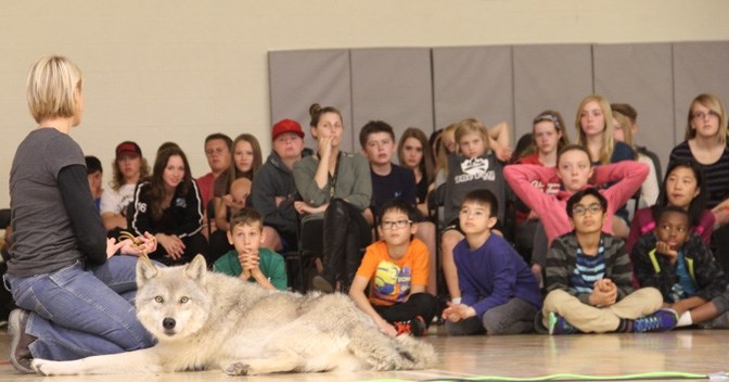 Students at Westmount School in Okotoks listen to a presentation by Shelley Black, of Northern Lights Wolf Centre and her three-year-old grey wolf Flora on Oct. 2.