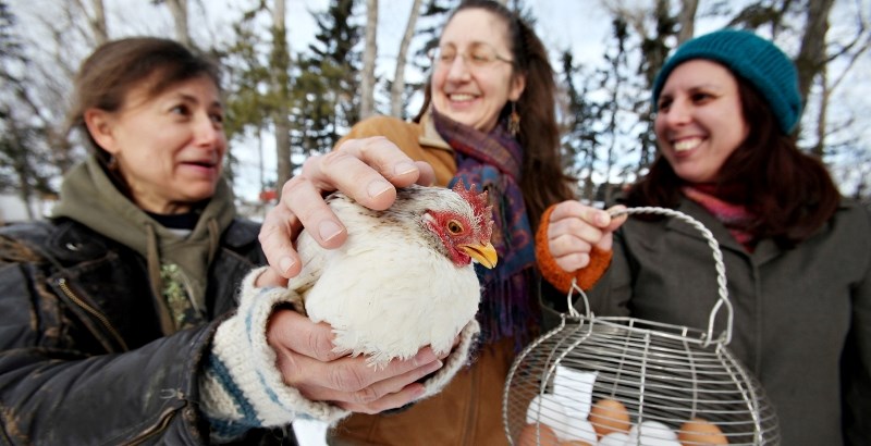 From left, CLUCK members Heather Gillis, Margaret Krichbaum and Berri-Lynn Levert proposed allowing hens in backyards to the Towns of Black Diamond and Turner Valley almost