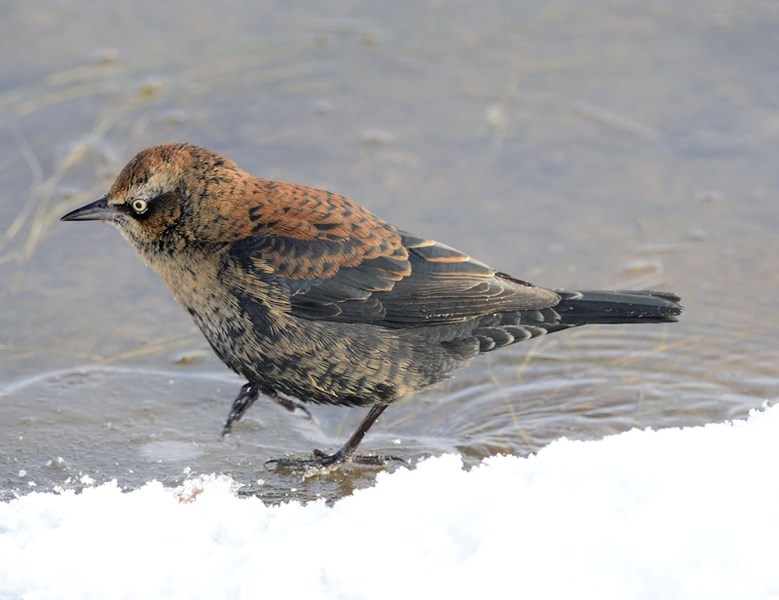 A rusty blackbird was spotted during the Sheep River Christmas bird count on Dec. 30 near Turner Valley.
