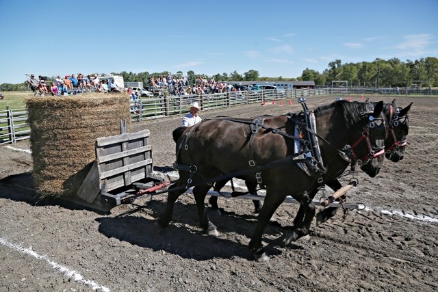 A team competes in the Chore Horse Competition at the Bar U Ranch National Historic Site two years ago. This year&#8217; s event takes place Sept. 11 starting at 1 p.m. just