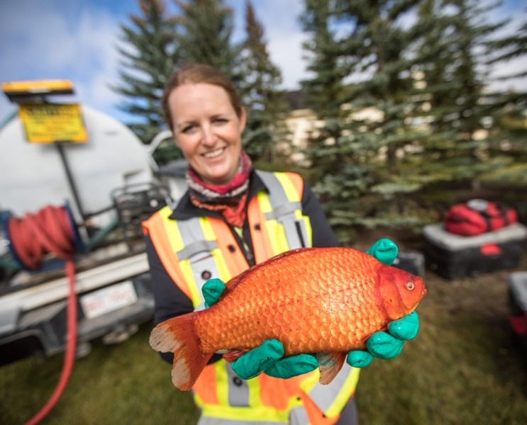 Okotoks parks manager Christa Michailuck holds one of the large goldfish found in the Crystal Ridge storm water pond. After two applications of rotenone, the fish have been