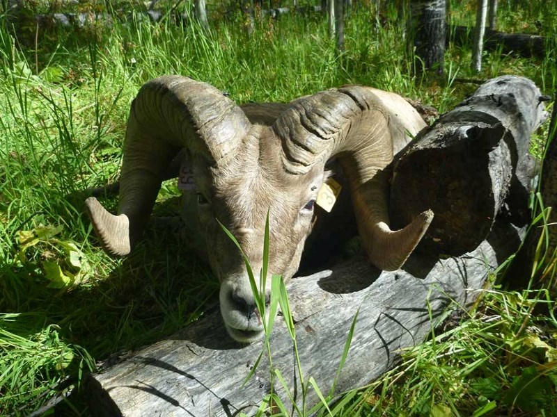 Fish and Wildlife authorities are asking anyone who may have seen photos of a bighorn sheep that was shot by a poacher west of Turner Valley on September 2015.