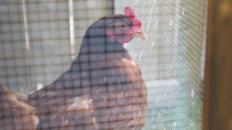Okotoks town council approved its backyard hen program for up to 18 residents.