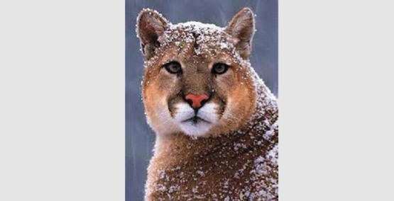 Alberta Environment and Parks and Fish and Wildlife are offering a safety workshop to provide information on how to prevent cougar encounters with lifestock and pets at the
