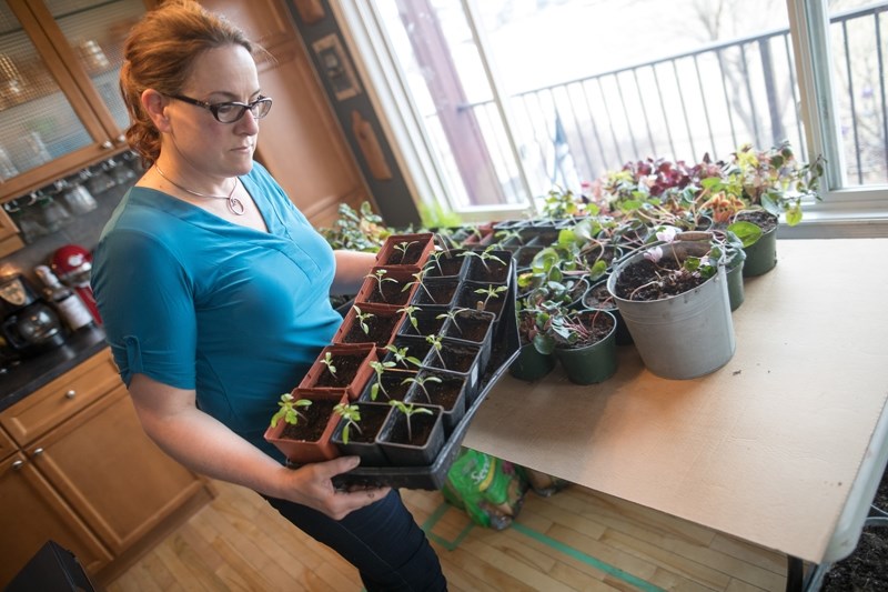 Okotoks resident Cheryl Taylor is already working on this year&#8217; s garden. She started growing seedlings in her home in January and is preparing to make the move into