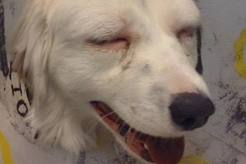 Ten-month-old great Pyrenees cross Sampson remains in rough shape after it&#8217;s believed he consumed acetaminophen-laced bacon his owner&#8217;s back yard in Longview last 
