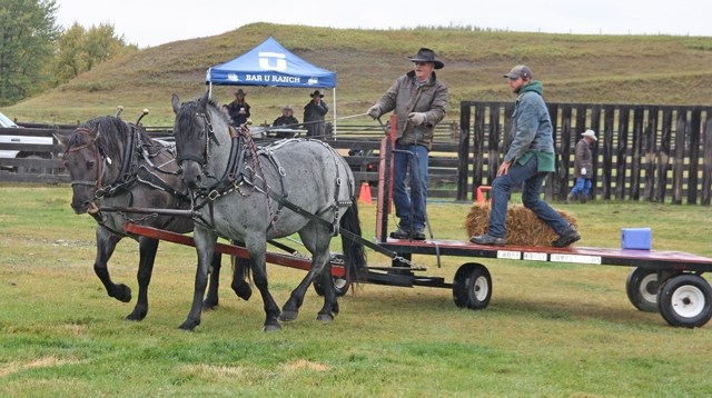 Tom Christensen leads Roxy and Bandit through an obstacle course at last year&#8217; s chore horse competition at the Bar U Ranch National Historic Site south of Longview.
