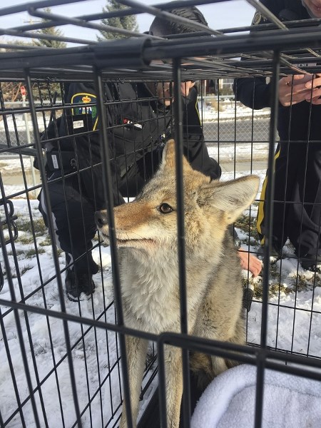 Okotoks RCMP and municipal enforcement officers rescued a confused coyote from a community playground and returned it to the wild on Nov. 19.