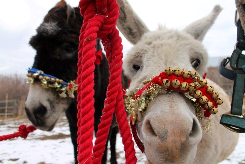 Christmas donkeys Isabella and Snowball will be onsite at Christmas at the Hive on Dec. 9. The event benefits the Foothills Country Hospice.