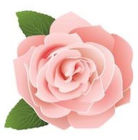 obituary pink rose