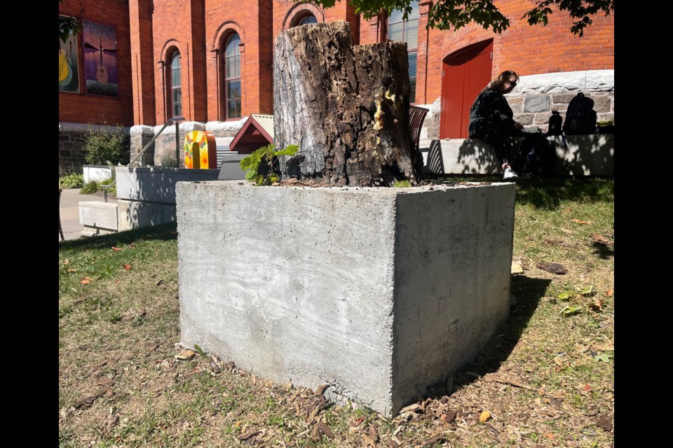 Rumours spread over the weekend that the art tree outside the Orillia Opera House had been vandalized, but the tree was removed on Friday due to its rotting, poor condition. The artwork itself was preserved and removed last year, officials said. 