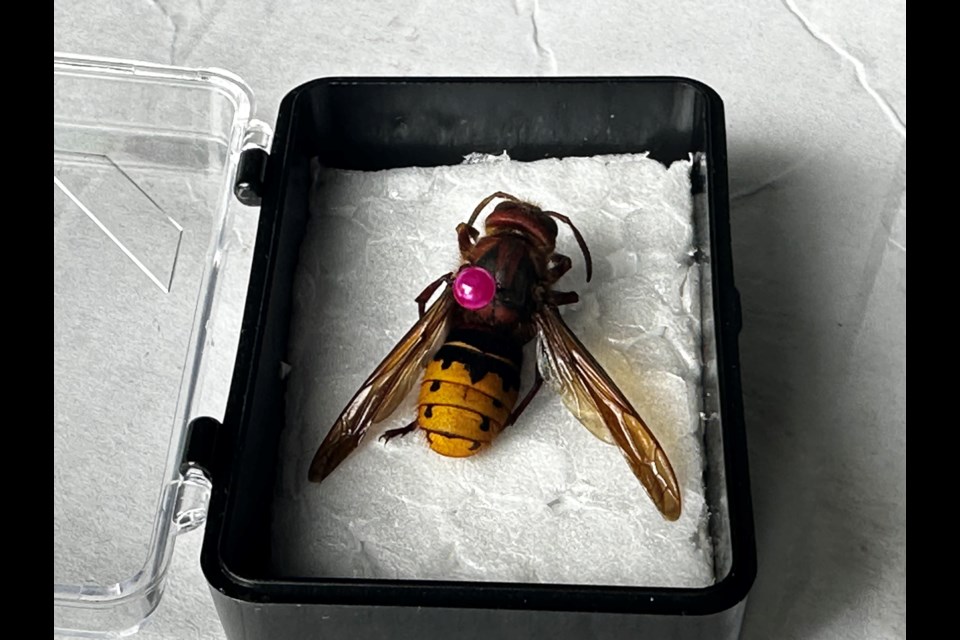 The European hornet has ‘keyhole’ markings along its thorax, which are absent on the northern giant hornet. 