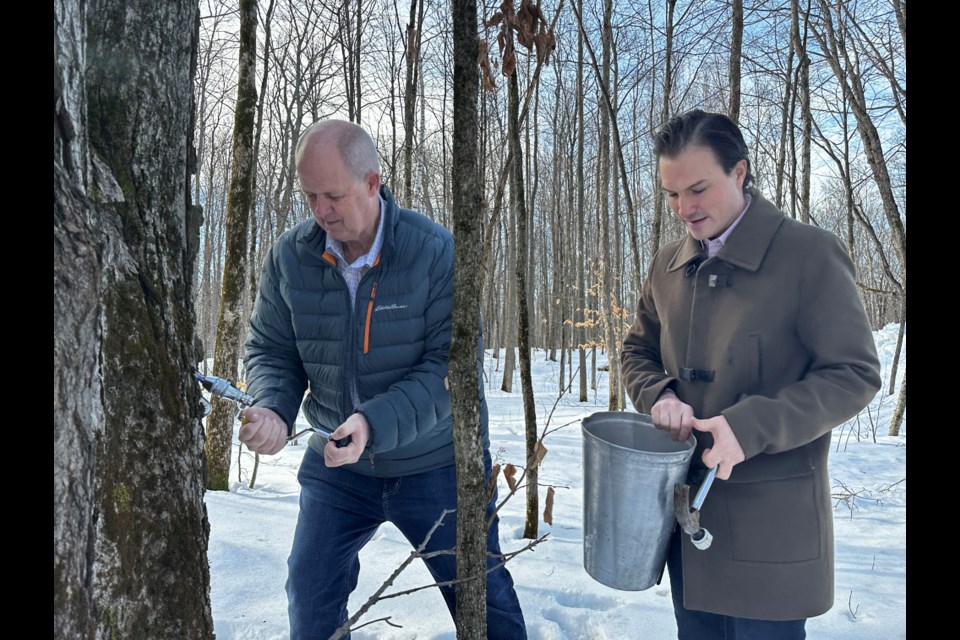 Orillia Mayor Don McIsaac and Simcoe North MP Adam Chambers try their hand at tapping a maple tree.
