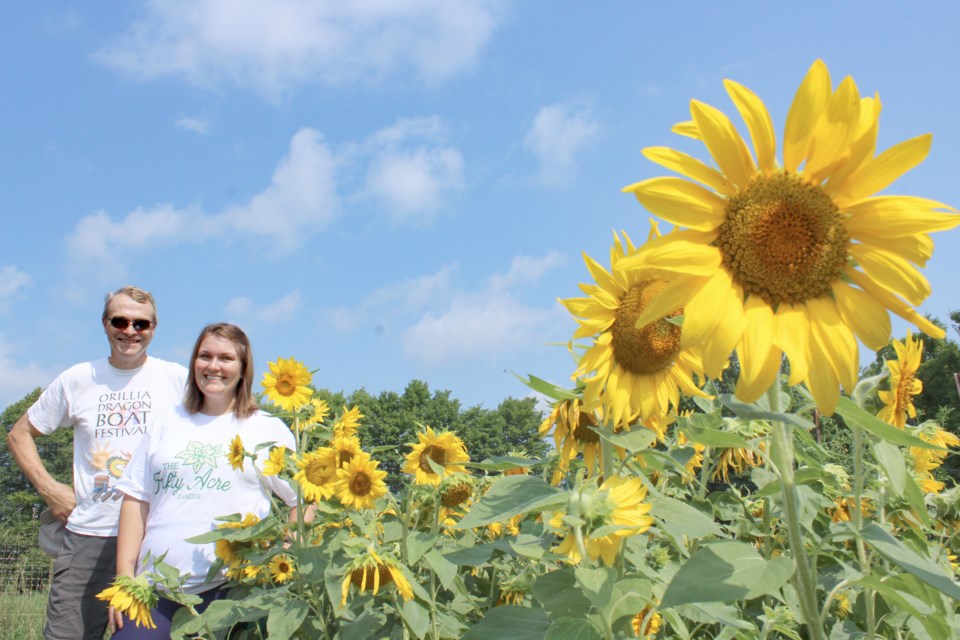 Lauren McEachern and her father, Rob Cutler, are shown among the sunflowers at the Fifty Acre Garden in Oro-Medonte. Nathan Taylor/OrilliaMatters