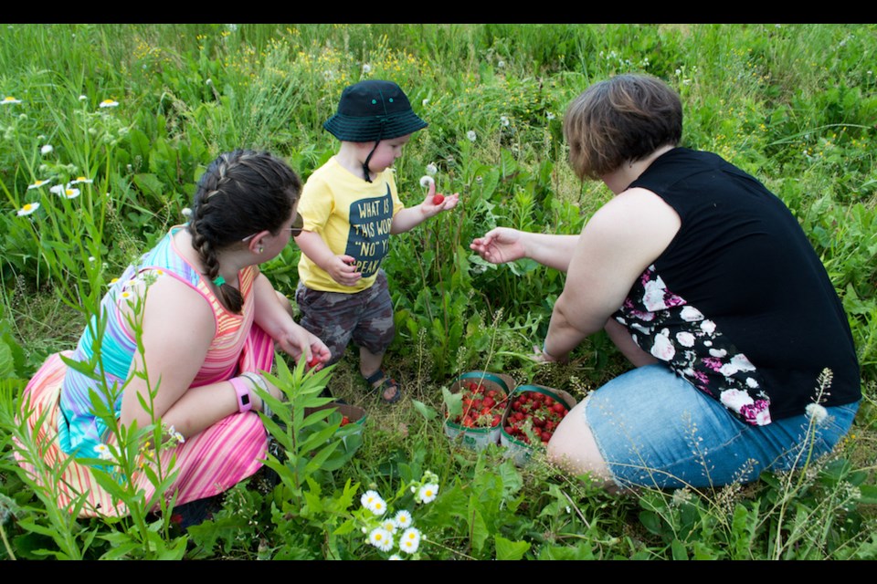 Cole Hadley shows his mom Amanda and sister Kirah the perfect strawberry found in the field at McArthur’s Berry Farm. Tyler Evans/OrilliaMatters