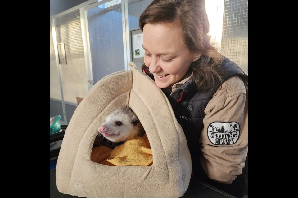 Speaking of Wildlife owner Krystal Hewitt with the centre’s newest resident, a juvenile opossum named Jaws, who has only one eye.