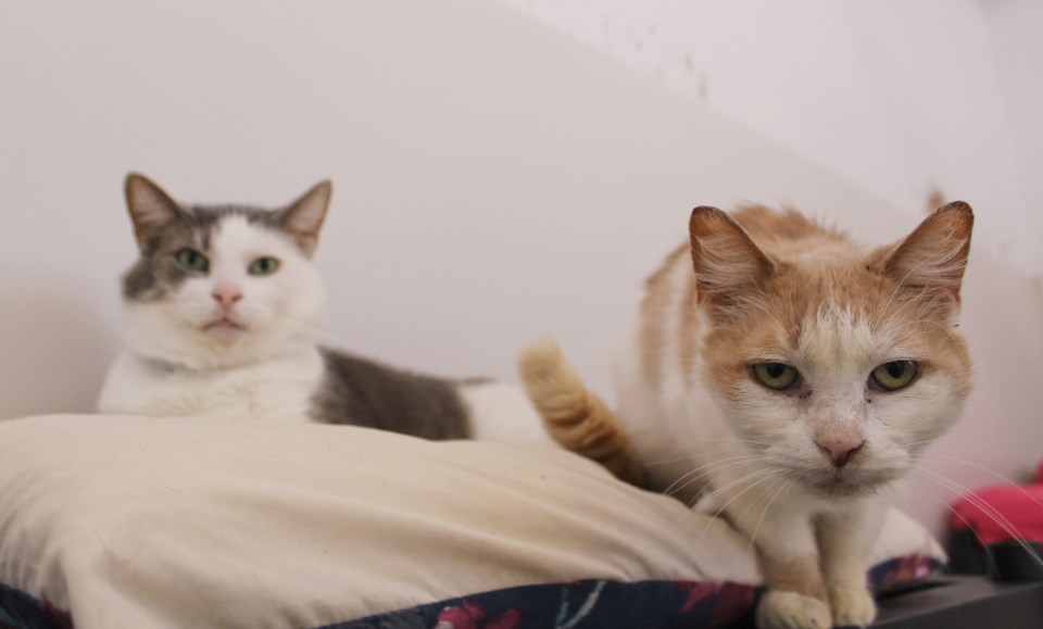 2018-01-16 Comfie Cat Shelter