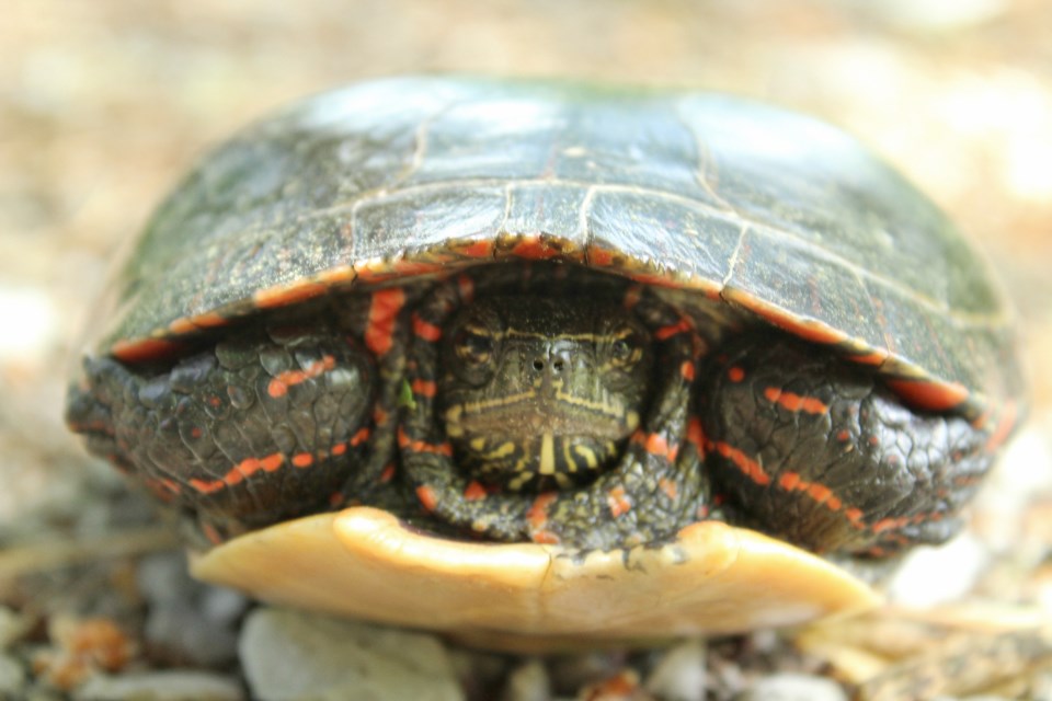 2018-06-12 midland painted turtle