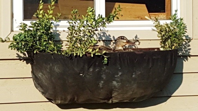 A mother duck made herself a home in this planter box.