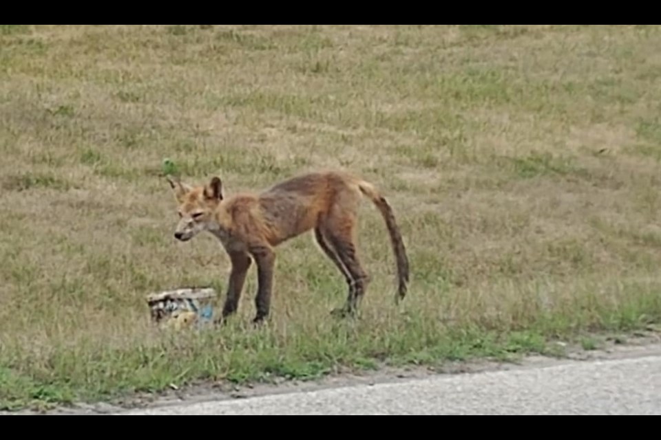 This fox has been wandering around the York Street area.