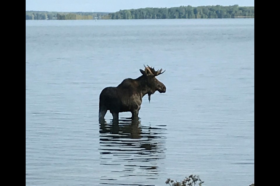 Walkers at Tudhope Park were shocked this morning to see this moose wading into the frigid waters of Lake Couchiching! Ironically, he was at Moose Beach. Contributed photo