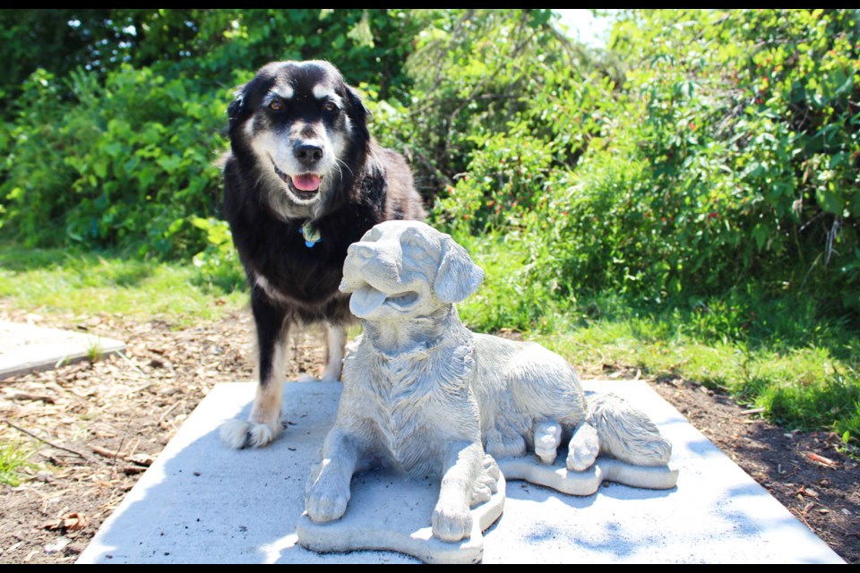 Tallulah Bankshead is shown with the statue that was unveiled Wednesday at the dog park in Brechin. Nathan Taylor/OrilliaMatters