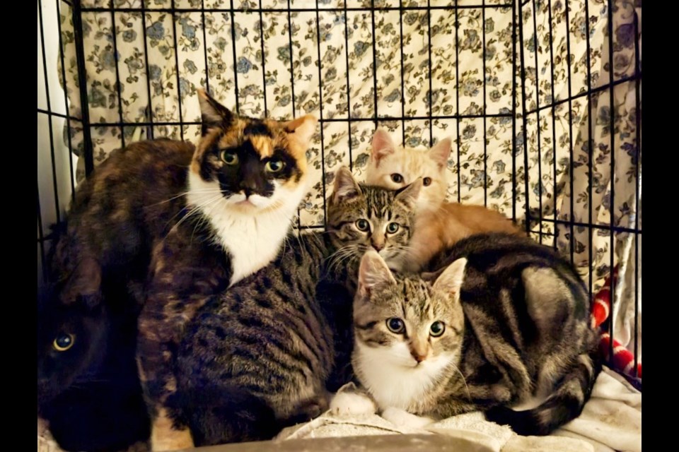 These cats were rescued by Rhonda Sheppard.