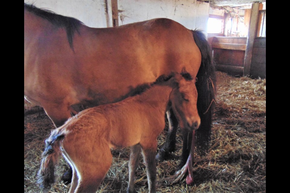 Meet Alainn. The Highland filly — the first of its breed to be born this year in Canada — was born Thursday at Woodwind Farm in Oro-Medonte. The mother's name is Reign. Chris Eaves/Supplied photo