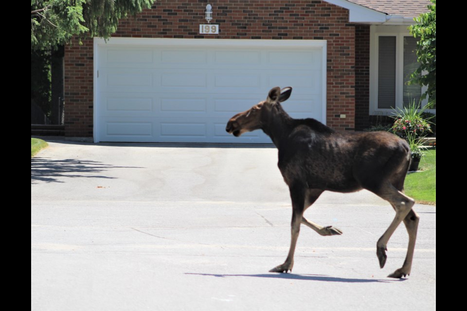 A young moose runs along Martin Street in Orillia on Monday. Nathan Taylor/OrilliaMatters