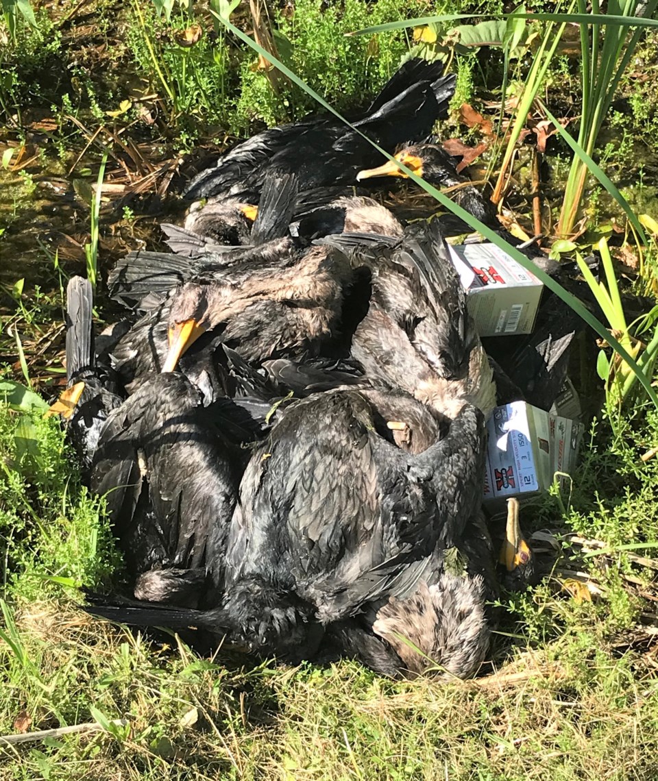 2020-09-23 dead cormorants