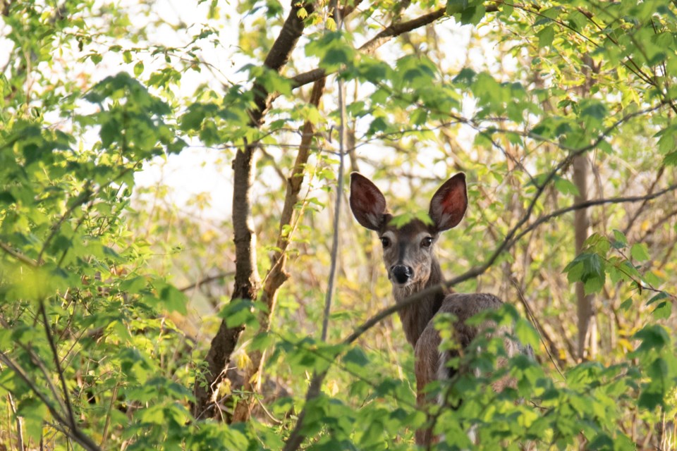 White-tailed Deer at the Thomas C. Agnew Nature Reserve. Joelle Burnie Photo