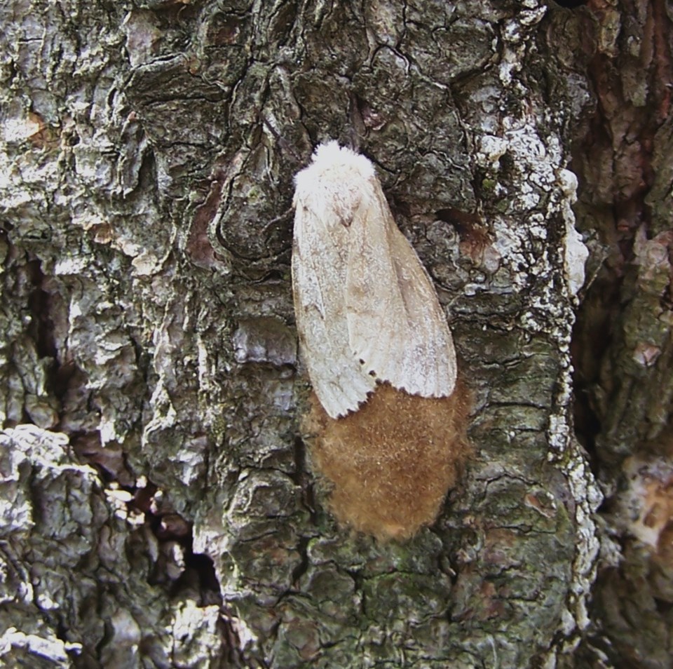 2022-02-04 sponge moth