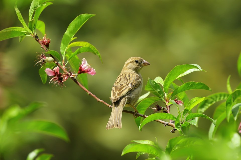 2022-05-18 bird-pexels-daniyal-ghanavati-70069