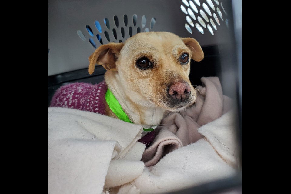 Ospca adoption hot sale