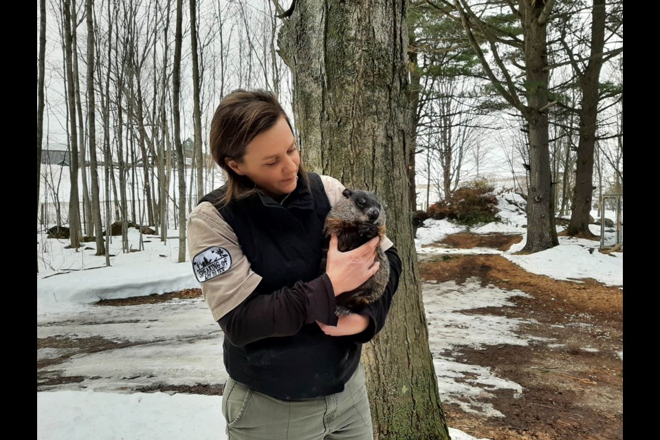 Speaking of Wildlife owner/operator Krystal Hewitt is shown with Caddyshack, the groundhog, a wildlife ambassador popular with the groups she visits.