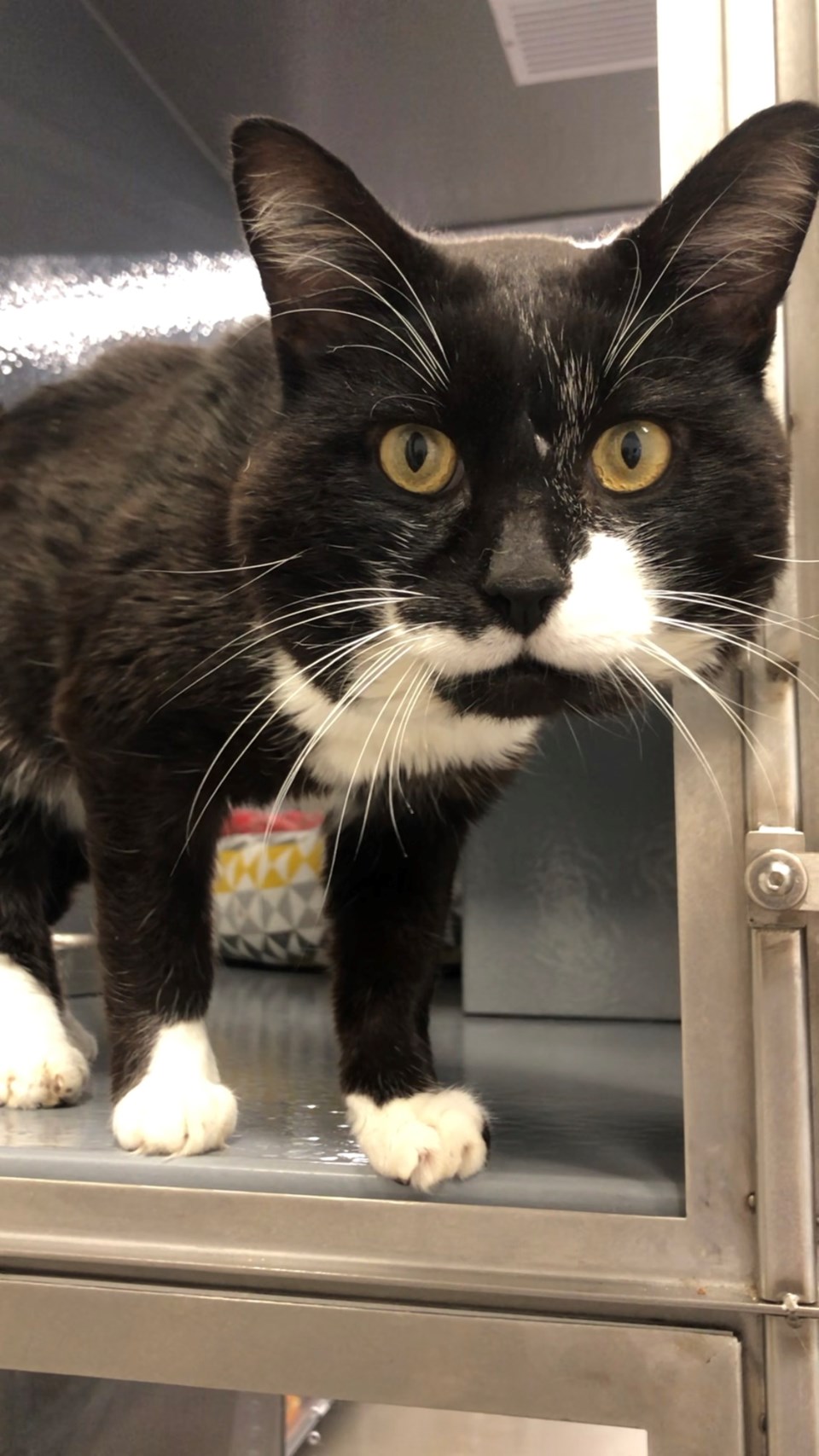 2023-01-11-adopt-me-orillia-ccs