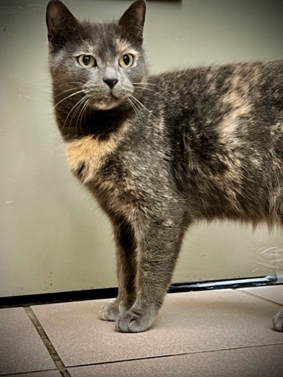 2023-01-18-adopt-me-orillia-spca