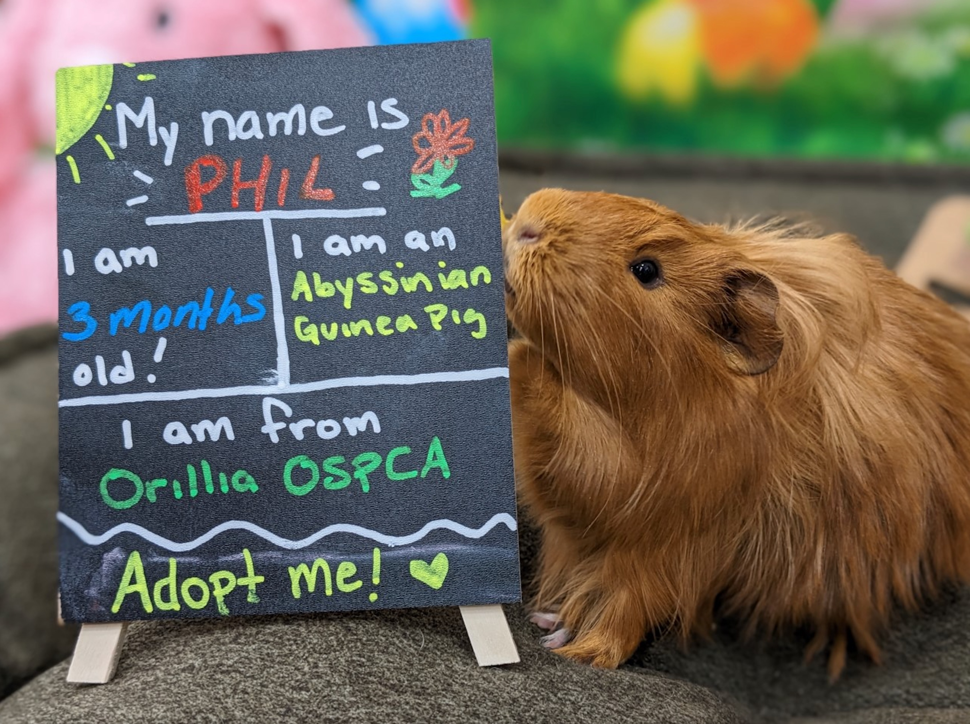 Adopt Me Hamster - Entertainment Earth