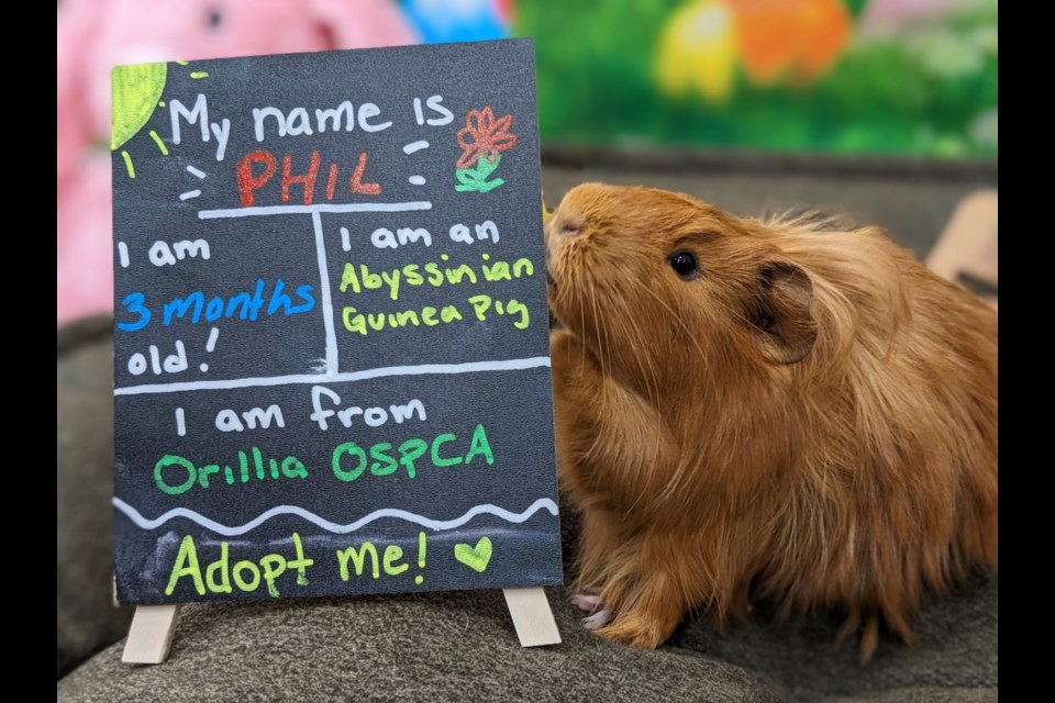 One of three guinea pigs up for adoption.