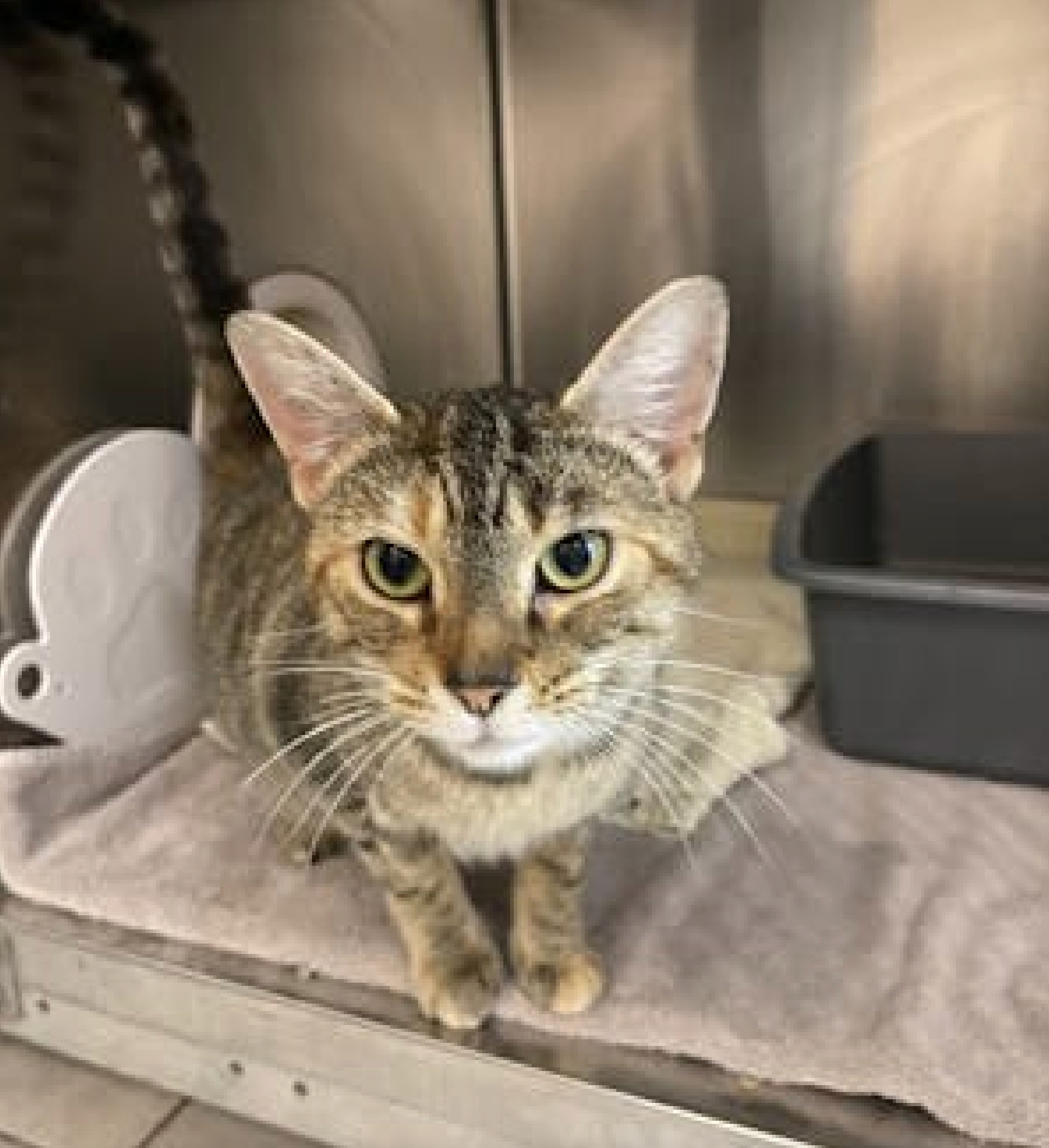 Spca adoption best sale centre