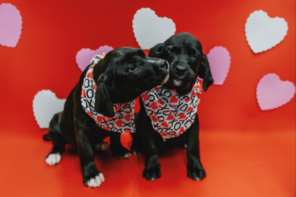 20240212-valentines-day-puppies