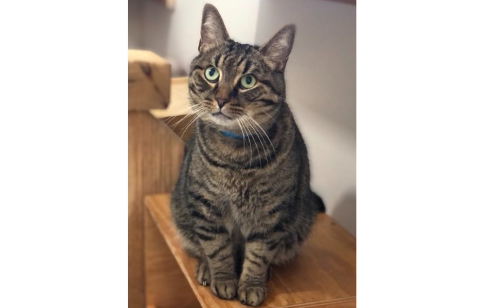 brown＊tabby Dirtface | Warriors: Shattered Wikia | Fandom