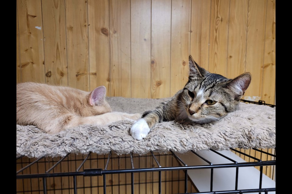 Forty-two cats have come from northern communities and are up for adoption at Ontario SPCA Animal Centres, including the one in Orillia.