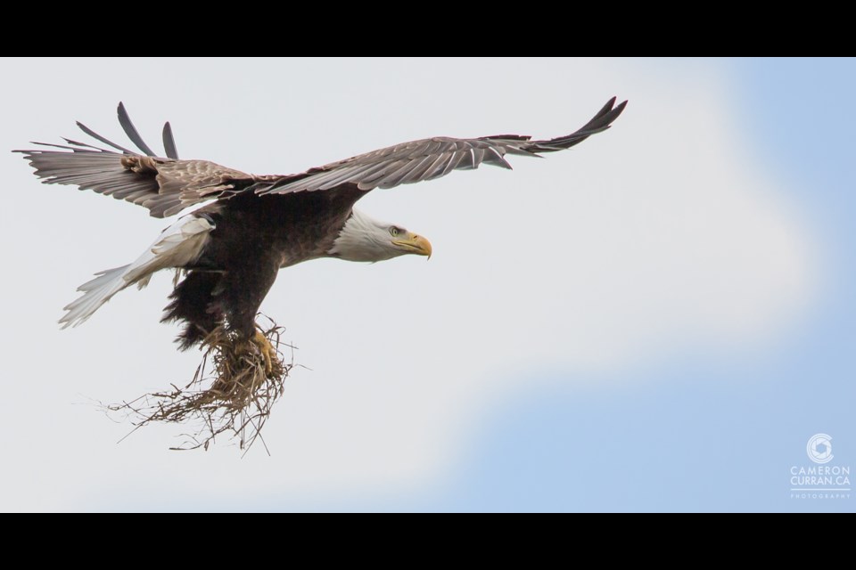 A bald eagle in flight over the Carden Alvar is captured by photographer Cameron Curran, who will be the speaker at the Nov. 13 event focusing on the globally-rare Carden Alvar.