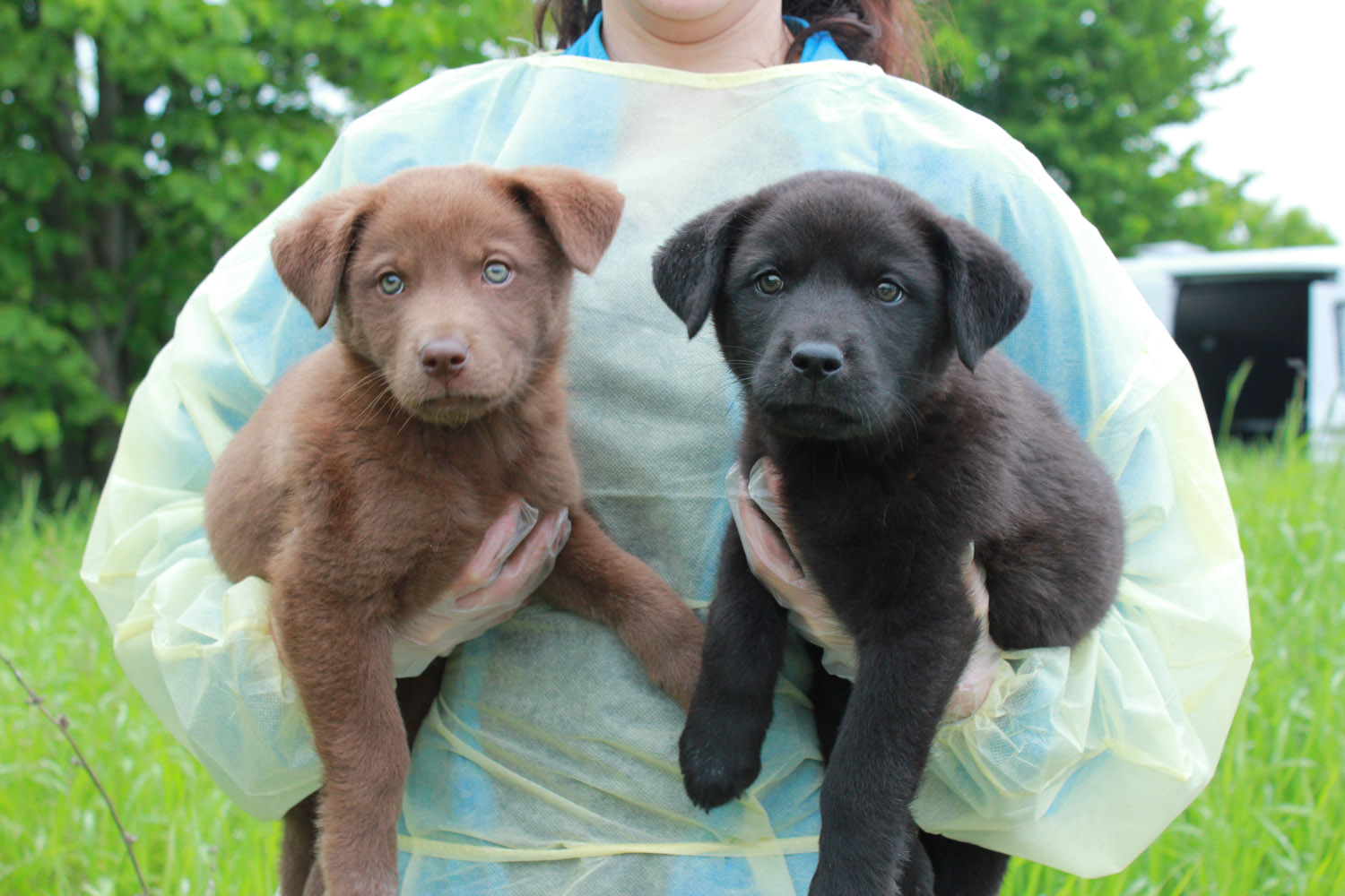 Ontario humane society dogs for sales adoption