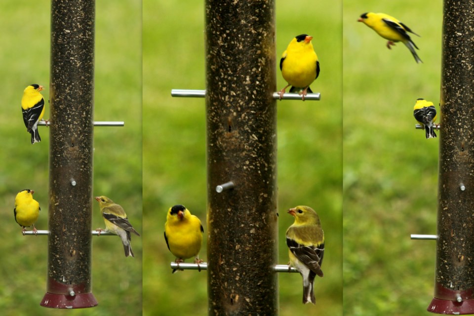 Birds - Goldfinches.